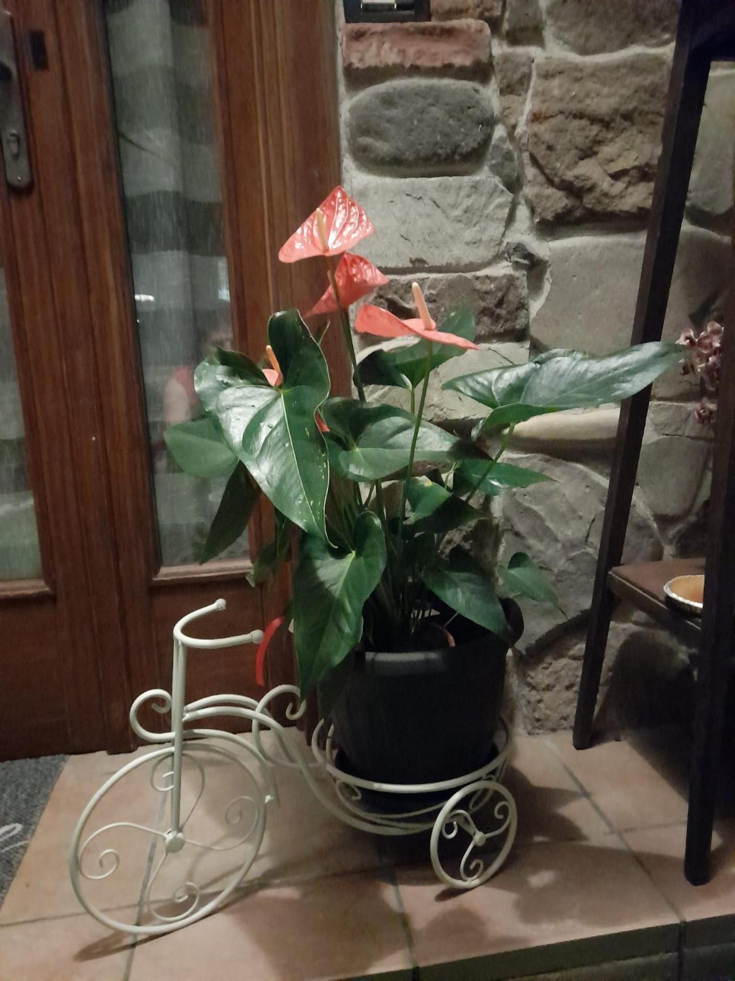 La Taverna Da Irene Roe Zewnętrze zdjęcie